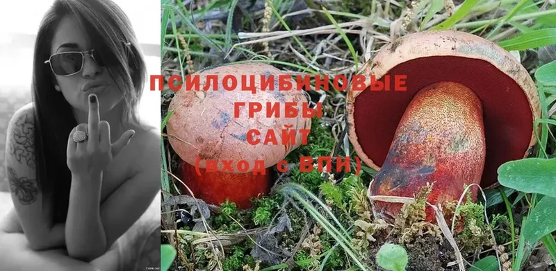 как найти   Крымск  Галлюциногенные грибы Psilocybe 